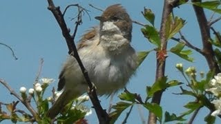 Common Whitethroat Bird Singing a Beautiful Song  Chant de La Fauvette Grisette [upl. by Nylirem]