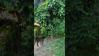 leopard jungle boyshorts youtubeshorts wildlife animals trendingreels viralreels [upl. by Trik878]