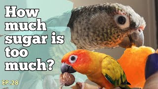 How much fruit should birds eat  The Parrot Podcast 28 [upl. by Lat]