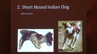 Osteometric Comparisons of San Nicolas Island Dogs [upl. by Schreibe]