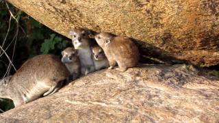 Tree Hyrax Family [upl. by Eserehs623]