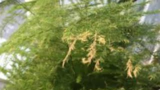 Fern Browning asparagus fern browning how to bring back your asparagus fern and why it’s browning [upl. by Madigan]