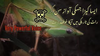 Natural photography ideas for mobile Esa insect jis ko awaz sy raat ko apko khof Ata hai [upl. by Winthorpe161]