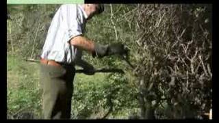 Hedge Laying with bill hook [upl. by Nelad]