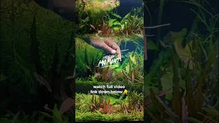 How to save your Planted tank 😬  Dont miss it [upl. by Eugene888]