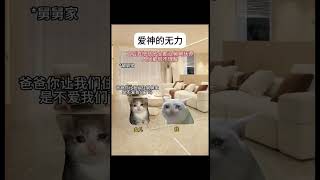 爱神的无力 猫meme cat 喵不可言 猫meme小剧场 爱情 亲情 生活 感人 shorts 真实改编 [upl. by Neron474]