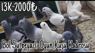 Bol Sütbeyazlı Oyun Kuşu Kadrosu [upl. by Nyahs]