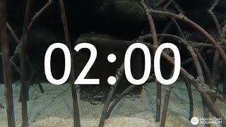 2 Minute Timer  Mangrove Habitat [upl. by Ekihc]