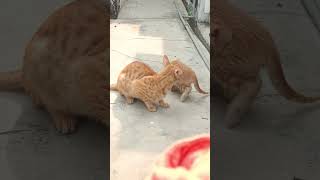 😻😻cat 2024 trending viralshorts youtubeshorts shorts meow enjoy winter love baby reels [upl. by Anelrahs]