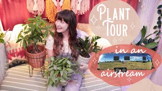 Plant Collection Tour Summer 2020  63 Houseplants in an Airstream Tiny Home [upl. by Jara813]