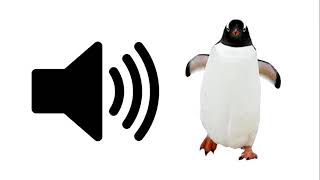 Penguin  Sound Effect  ProSounds [upl. by Lynett]