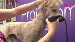 Grooming Guide  Standard Poodle Miami Trim  Pro Groomer [upl. by Shultz]