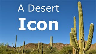 Icon of the American Desert The Mighty Saguaro Cactus [upl. by Ailehpo]