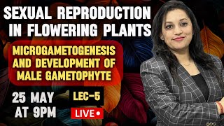 Sexual Reproduction in Flowering Plants  Microgametogenesis  Development of male gametophyte [upl. by Manella]