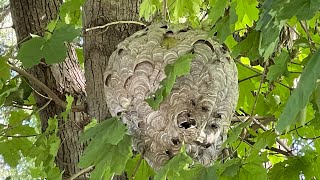 Massive bald face hornet nest removal Wasp nest Infested with hornets [upl. by Ury]