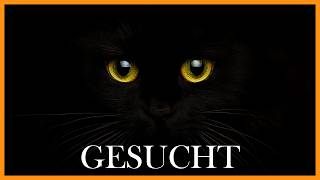 So viele Katzen verschwinden jedes Jahr  und so kannst du deine schützen [upl. by Ainex402]