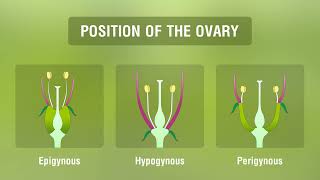 Study of Different Types of Inflorescences [upl. by Kattie608]