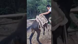 The process of installing the wood saddle for the horse [upl. by Nolyad285]