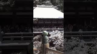 雪の京都・清水寺、八坂の塔2011年・手振れ注意 shorts kyoto 京都 [upl. by Ennayhc]