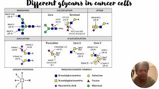 Glycosyltransferase glycans and cancer cells 416 [upl. by Benjamin]