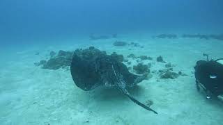 Man vs Stingray [upl. by Aeslek]