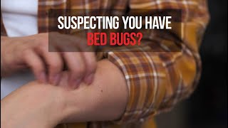 Suspecting You have Bed Bugs Heres How to Investigate 🛏️🐜 [upl. by Lindsy]