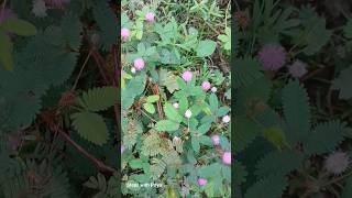 Mimosa pudica short youtubeshort nature lajjawati flower sensitive plant [upl. by Suedaht915]