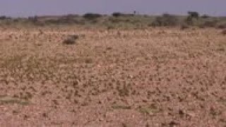 Locust swarm threatens Somalia food crisis [upl. by Maibach]