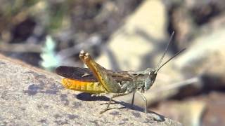 Chorthippus brunneus stridulation provoquée [upl. by Bonn105]