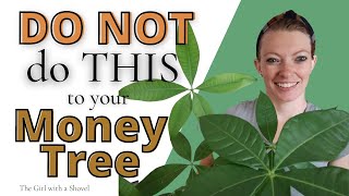 Money Tree Pachira Aquatica Plant Care Tips amp what NOT to do get BIG leaves [upl. by Ardnoek874]