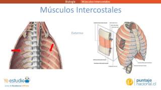 Musculos intercostales [upl. by Demona]