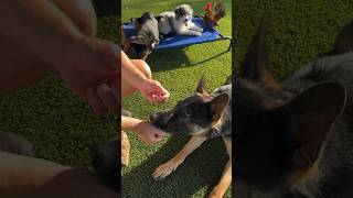 The worlds first true slow feeder dog bowl dog pets dogtraindog dogpuzzle doglife [upl. by Ssur]