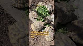 Hermanns tortoise tortoise reptile pet exotic [upl. by Ginnifer]