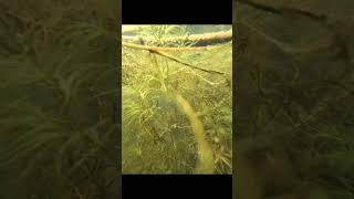 Beautiful under water view s24 water testsham bhi khoob hai song [upl. by Atteuqnas730]