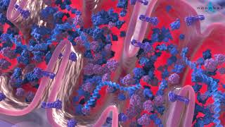 Krebs cycle 3D medical animation [upl. by Jeritah]