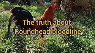 History of Roundhead  The Truth about Roundhead Bloodline [upl. by Nail]