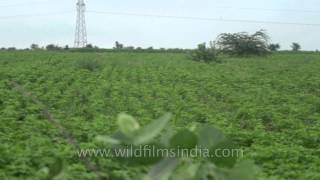 Green Moong ki Daal fields Florican nesting grounds [upl. by Michaella]