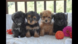 Yorkipoo Puppies [upl. by Yrallam]