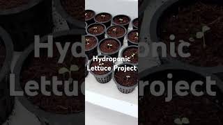 Hydroponic Lettuce Projec Direct Sowing agriculture vlog hydroponics lettuce aquaponics [upl. by Aniweta232]