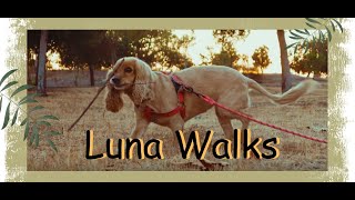 Luna a Cocker Spaniels Walking Adventure  At Peck Rd Water Conservation Park [upl. by Carson]