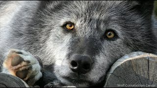 Look Into the Eyes of a Wolf [upl. by Eichman]