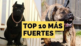 Los 10 PERROS más FUERTES del Mundo Conoce a los Titanes Caninos que Impresionan por su Potencia [upl. by Narod978]