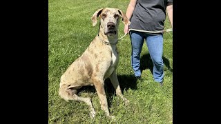 Nova  the sweetest big dog available for adoption at Brown County Humane Society [upl. by Nahtonoj]