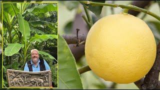 PAMPLEMOUSSE ET POMELO  TOUT SAVOIR SUR CES AGRUMES QUE L’ON CONFOND Le Quotidien du Jardin N°413 [upl. by Handler992]