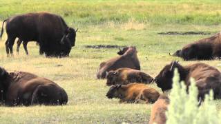 These Incredible Yellowstone Bison [upl. by Margherita]