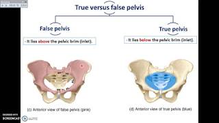 Overview of Pelvis 1  Bones and Joints of Pelvis  DrAhmed Farid [upl. by Uke]