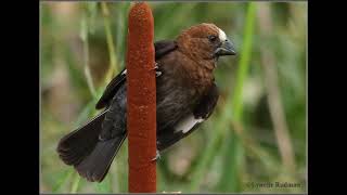 Thickbilled Weaver male singing [upl. by Aihsilat618]