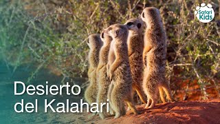 Animales africanos para niños el Desierto del Kalahari con algunos sonidos [upl. by Pang]