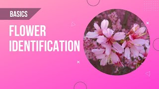 Basics of Flower Identification [upl. by Anuhsal]