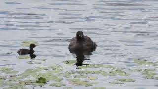 Australasian Grebe [upl. by Airemaj]